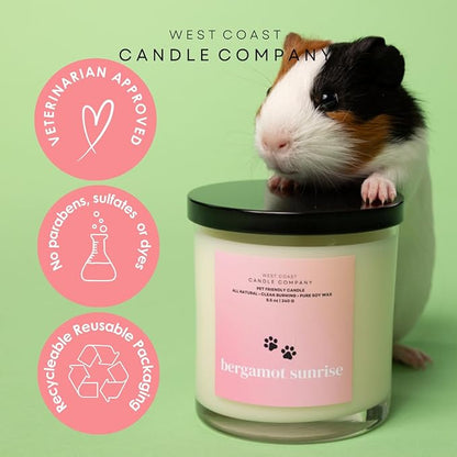 Pet Safe Wax Melts for Dogs | Non Toxic Soy Wax Melts | Natural, Paraffin-Free, Clean Burning | Odor Eliminating Wax Cubes | Lavender