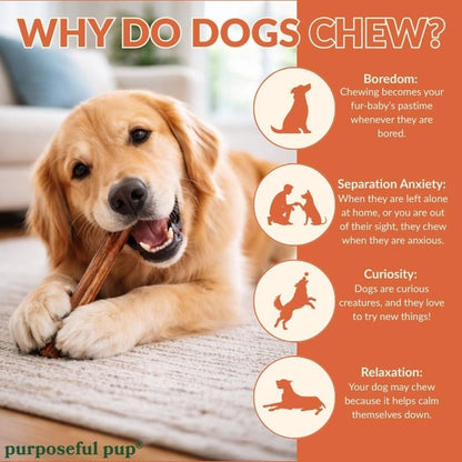 Bully Sticks for Large Dogs 12" – Single Ingredient, 10-Pack