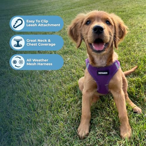 Best Pet Supplies Voyager Step-in Air All Weather Mesh Harness and Reflective Dog 5ft Leash Combo with Neoprene Handle, for Small, Medium and Large Breed Puppies - Purple, XXX-Small