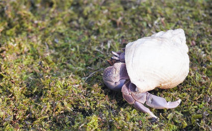 8oz Hermit Crabs Substrate, Ideal for Hermit Crab Supplies for Tank Habitat