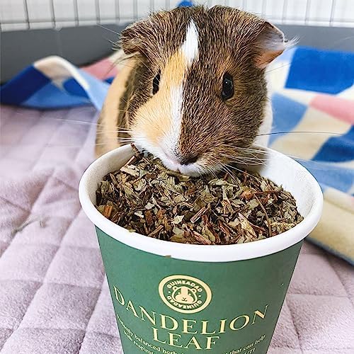 GuineaDad Organic Guinea Pig Herbal Treats - Guinea Pig Food with Convenient Packaging Dandelion Leaf Flavor 10 fl. oz - Guinea Pig Treats Help with Bonding High in Nutrition, Good for Digestion Small