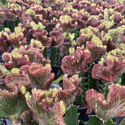 Rare Rainbow Mermaid Tail Cactus - Crested Variegated Indoor Live Plant