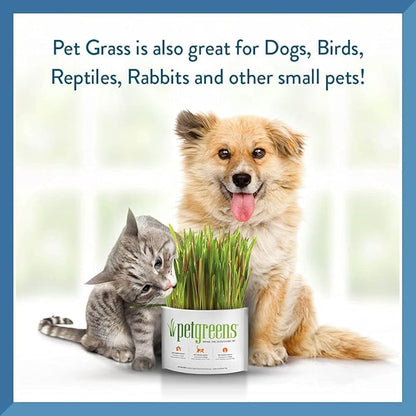 Pet Greens 4 Pack Cat Grass Garden Wheatgrass self Grow and Medley Oat, Rye and Barley, 2 of Each 3oz Package