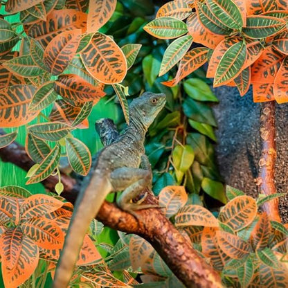 QUOZUO 2 Pack Reptile Plants, Artificial Hanging Plants with Suction Cups, Habitat Decor Plastic Vines Decorations for Bearded Dragons Lizards Snake Geckos Frogs -Gold