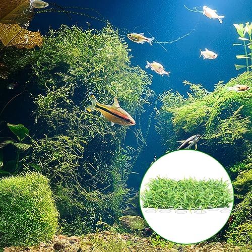 Suction Cups with Zip Ties 30 Pieces Small Aquarium Suction Cups and 50 Pieces Adjustable Zip Ties Cables Set for Aquarium Fish Tank, Crafts, Festivals Decoration