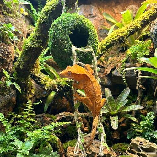 Artificial Handmade Cave Hideout with Hanging Rope & Hemp Climbing Ladder – Reptile Tank Decor Accessories for Leopard Crested Geckos, Chameleons, Snakes. Terrarium Decor (6")
