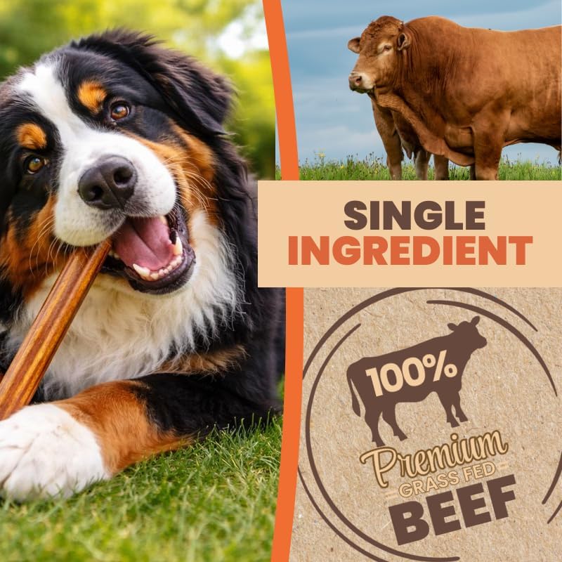 Bully Sticks for Large Dogs 12" – Single Ingredient, 20-Pack