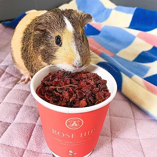 GuineaDad Organic Guinea Pig Herbal Treats - Guinea Pig Food with Convenient Packaging - Rose Hip Flavor - 10 fl. oz - Guinea Pig Treats Help with Bonding - High in Nutrition, Immune Support - Small