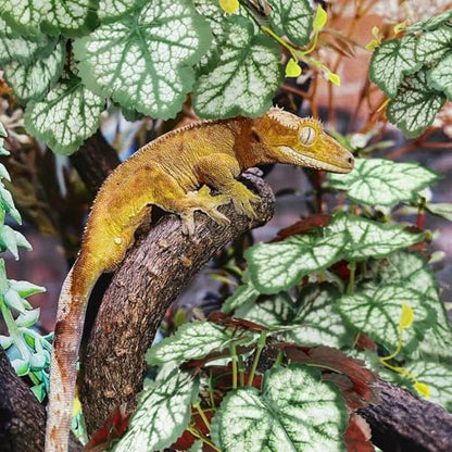 QUOZUO 2 Pack Reptile Plants for Terrarium, Artificial Leaves Habitat Decorations with Suction Cups, Terrarium Hanging Plants Vines for Bearded Dragons Lizards Snake Geckos Frogs - Green