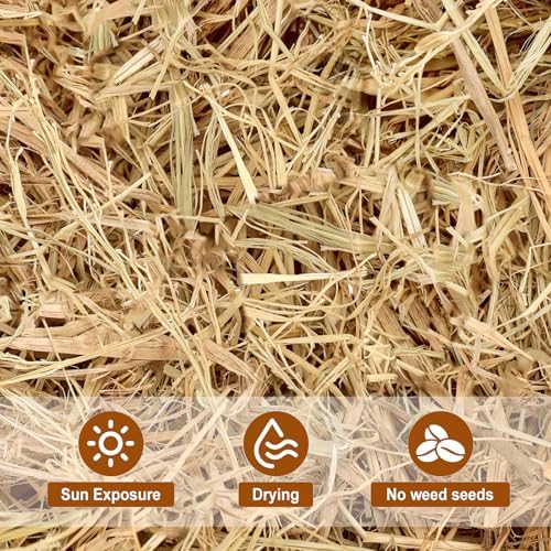 Natural Wheat Straw –1 LB Hay Bales for Decoration, Clean Dry Straw Bale
