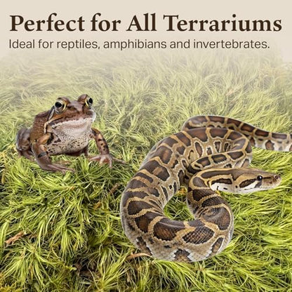 Mood Moss for Terrarium Habitats, Small 1-Pack