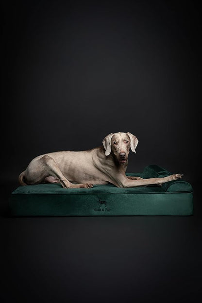 NOAH & PAW XL Dog Bed, 45x35x9.1 Inch, Orthopedic Large Dog Beds, Eggshell Memory Foam Infused with Cooling Gel, Waterproof, Machine Washable, Includes Inner Cover (Velvet Collection)