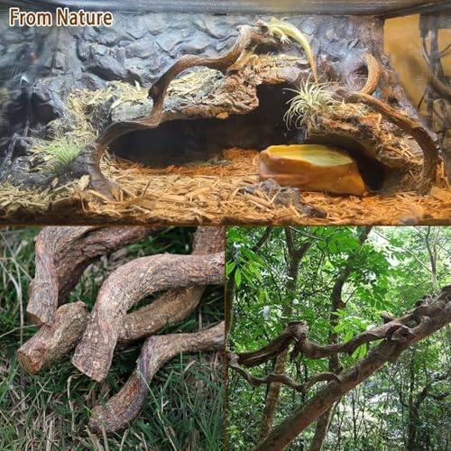Reptile Decor 8PCS Natural Forest Branch Terrarium Habitat Decoration Lizard Climbing Tree Branch for Bearded Dragon Gecko Snake Frog Chameleon Spider