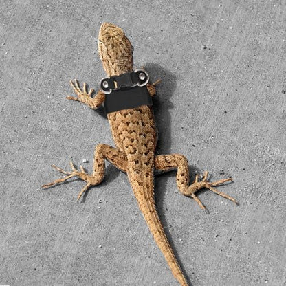 Bearded Dragon Leash and Harness Set