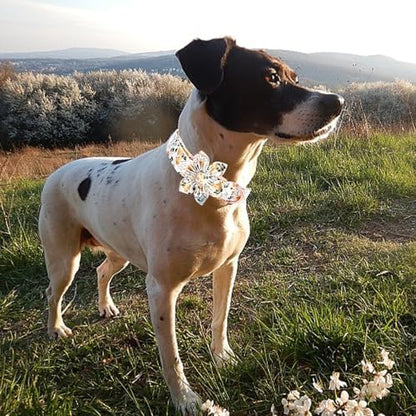 Elegant little tail Dog Collar, Floral Print Spring Pet Collars with Flower Pet Gift Girl Flower Collar Female Adjustable Dog Collars for Small Dogs
