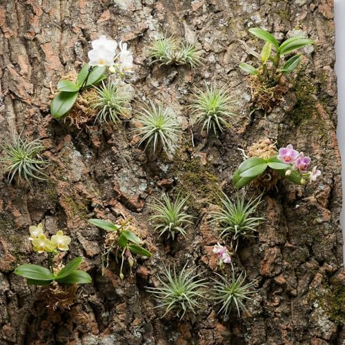 DECHOUS 3Pcs Natural Cork Bark Reptile Terrarium Background, 15.8x12 Inch