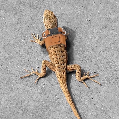 Bearded Dragon Leash & Harness Set