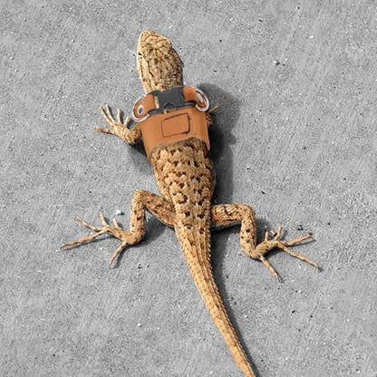 Bearded Dragon Leash & Harness Set