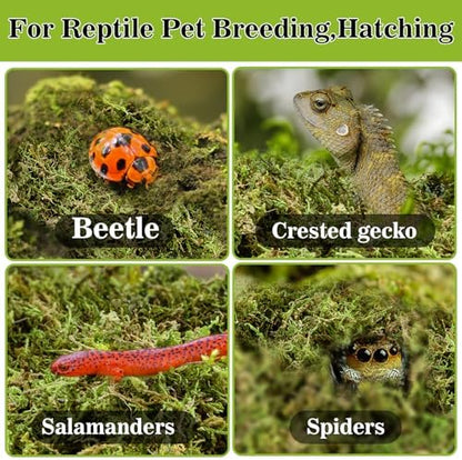 Sukh Sphagnum Moss for Reptiles - Terrarium Reptile Moss Substrate, 15.8 OZ