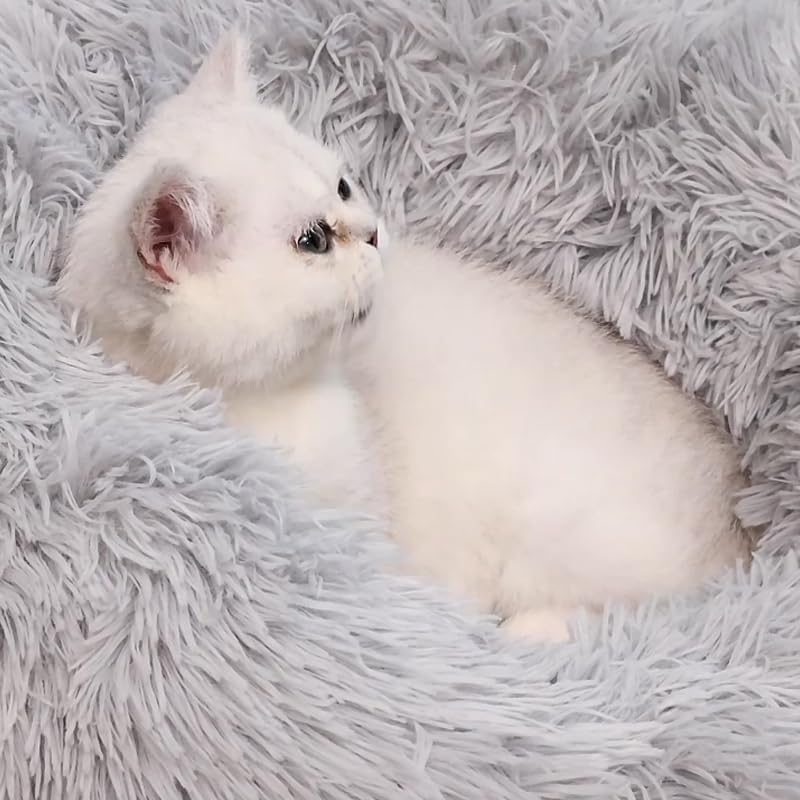 Tiny Cat Bed Kitten Bed Bunny Bed Ultra Soft Cushion Dog Bed Non Slip Bottom Puppy Bed for Baby Kittens Indoor Use for 3KG