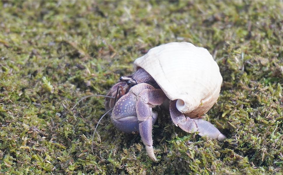 8oz Hermit Crabs Substrate, Ideal for Hermit Crab Supplies for Tank Habitat