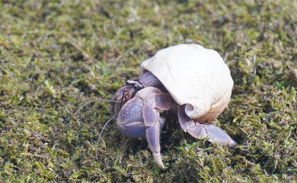 8oz Hermit Crabs Substrate, Ideal for Hermit Crab Supplies for Tank Habitat