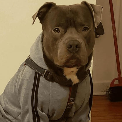 Cute Dog Hoodie Sweater Tracksuit Coat Jacket Winter Pajamas Jumpsuit Clothes Clothing 4-Legs Grey for Cat Puppy Small Medium Big All Type Dogs (3X-Large)