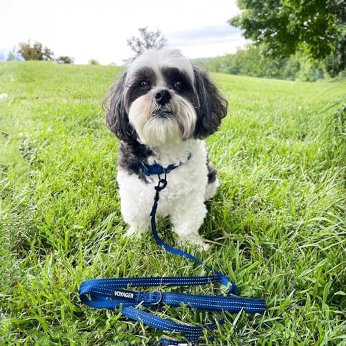 Best Pet Supplies Voyager Nylon Dog Leash - Royal Blue, Small