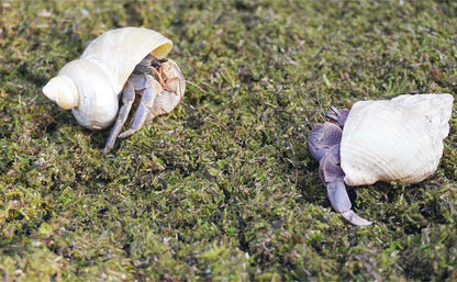 8oz Hermit Crabs Substrate, Ideal for Hermit Crab Supplies for Tank Habitat