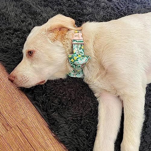 Lionheart glory Premium Floral Dog Collars, Bowtie Dog Collar, Adjustable Heavy Duty Girl Dog Collar with Bow for Small Dogs