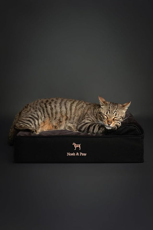 NOAH & PAW Small Dog Bed, 20x15x6.5 Inch, Cat Bed for Indoor Cats, Orthopedic Eggshell Memory Foam Infused with Cooling Gel, Waterproof, Machine Washable, Includes Inner Cover (Denim Collection)