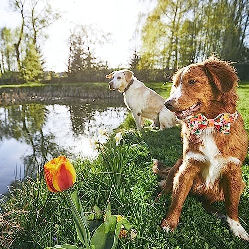 Lionheart glory Premium Floral Dog Collars, Bowtie Dog Collar, Adjustable Heavy Duty Girl Dog Collar with Bow for X-Small Dogs