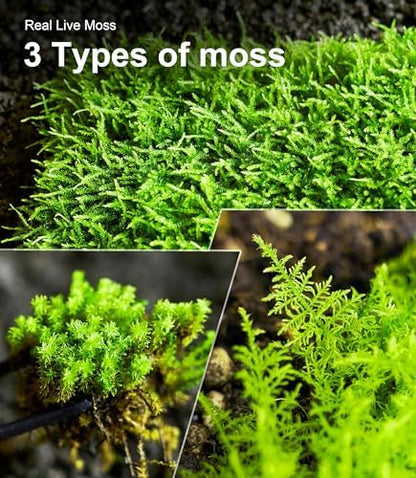 LUCKYRUNES Live Moss 3-Pack for Reptile Enclosures & Terrariums,Fresh Reptiles Substrate