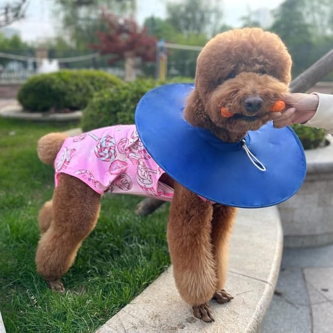 Xqpetlihai Recovery Suit for Dogs， Dog Surgery Recovery Suit Female， Dog Recovery Suit After Surgery ，Dog Surgery Recovery Suit（SW-XL