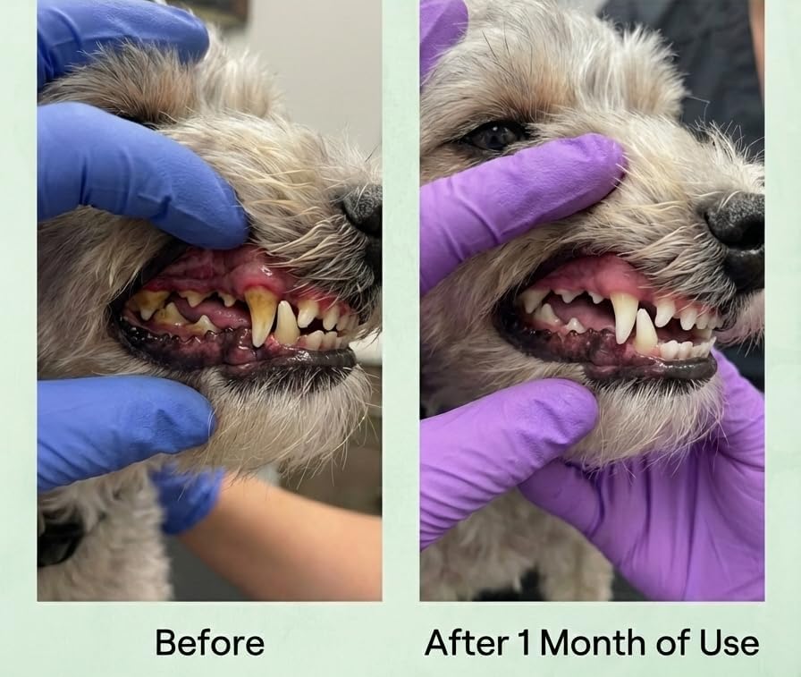 Googipet Dental Powder for Dogs Teeth Cleaning - Dog Dental Powder Breath Freshener & Plaque Remover - Tartar Remover for Dogs & Dog Breath Freshener Plaque Off W/Kelp, Parsley, Rosemary, & Mint