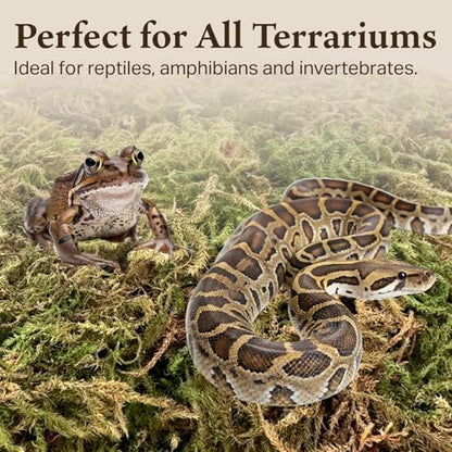 Deco Moss for Terrarium Habitats, Small 1-Pack
