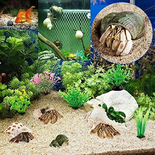 QEQEKAKA 15PCS Hermit Crab Shells Natural Mixed Seashells Replacement