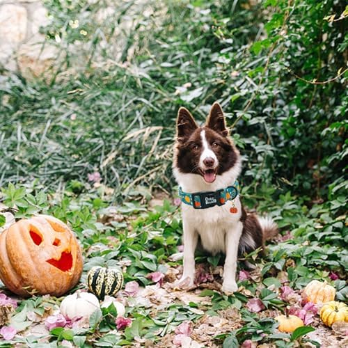 Fall Dog Collar-Pumpkin Print Adjustable Pet Collar Comfortable Puppy Collars Cotton Lightweight Quick-Release Buckle Collars for Medium Dogs