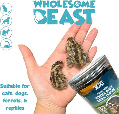 Freeze Dried Whole Prey Quail Chicks for Cats, Dogs, & Ferrets- Whole Feathered Quail Treats for Dogs- Single Ingredient- 12 Count