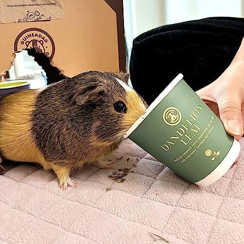 GuineaDad Organic Guinea Pig Herbal Treats - Guinea Pig Food with Convenient Packaging Dandelion Leaf Flavor 10 fl. oz - Guinea Pig Treats Help with Bonding High in Nutrition, Good for Digestion Small