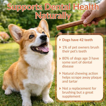 Bully Sticks for Large Dogs 12" – Single Ingredient, 20-Pack