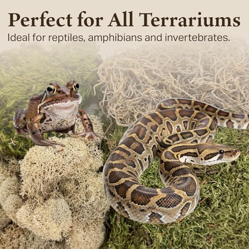 Variety Mix Moss for Terrarium Habitats, Small 1-Pack