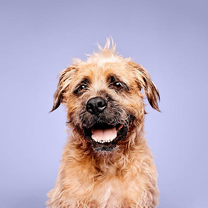 Paul Mitchell Pet Super Bright Shampoo, Brightening Wash, Whitening Dog Shampoo, 16.9 fl. Oz