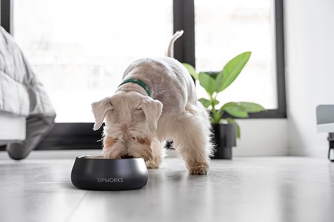 Sipworks Stainless Steel Dog Bowl – 32oz Weighted Metal Food and Water Bowls for Dogs and Cats with Non-Slip Base - Pet Bowls for All Breeds Sizes for Travel & Outdoor Play| Jade