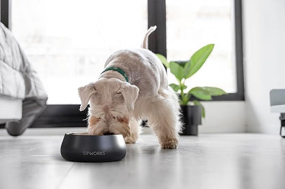 Sipworks Stainless Steel Dog Bowl – 32oz Weighted Metal Food and Water Bowls for Dogs and Cats with Non-Slip Base - Pet Bowls for All Breeds Sizes for Travel & Outdoor Play| Jade