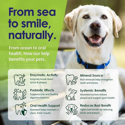 Dog Teeth Cleaning Powder, Dog Plaque and Tartar Remover, Bad Breath Treatment for Dogs with USDA Organic Sea Kelp Powder, Dog Dental Care Made Easy, for All Ages, 6oz