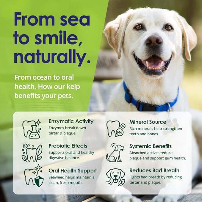 NuLife Natural Pet Health Dog Teeth Cleaning Powder, Dog Plaque and Tartar Remover, Bad Breath Treatment for Dogs with USDA Organic Sea Kelp Powder, Dog Dental Care Made Easy, for All Ages, 12 oz