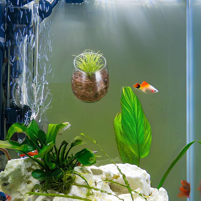 Toddmomy Aquarium Plant Holder 2 Pack with 4 Suction Cups Clear Aquatic Plant Pots for Fish Tank Decoration Betta Resting Spot and Aquascaping Accessory