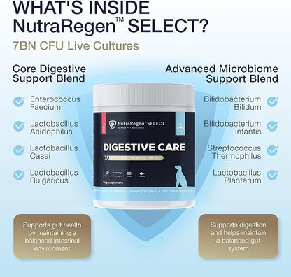 Nutraregen Digestive Senior Dog Probiotic Powder 30 Scoops | Beef Flavored Dog Probiotics for Digestive Health, Supports Gut Health, Scratching, Itchy & Dry Skin, Allergies 2.1 Oz | 7 Bn CFU