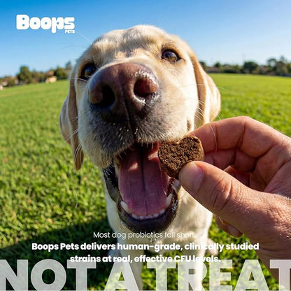 Probiotics for Dogs – 30 Billion CFU with Pre, Postbiotics & Digestive Enzymes – Supports Gut Health, Immunity, Loose Stools & Allergies – Filet Mignon Flavor – Vet Formulated – 60 Chews